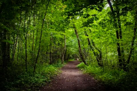 A summer footpath in a green forest Stock Photos