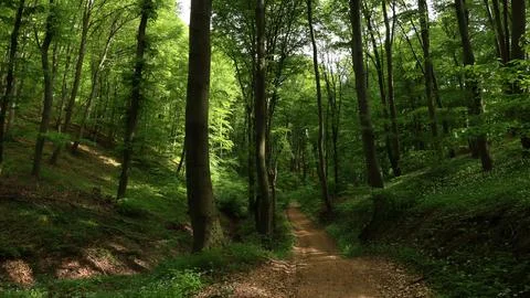 Summer forest 8K Stock Photos