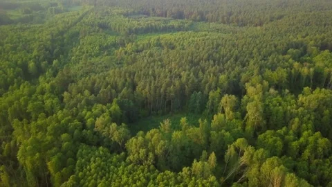 Summer forest from above - idyllic light. Stock Footage 245424566