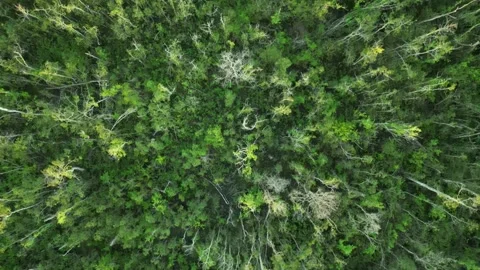 Summer in forest aerial top view. Mixed forest, green deciduous trees Stock Footage 248002525