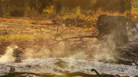 Summer forest after Fire Disaster Stock-Footage 26646912