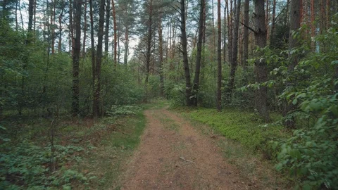 Summer forest in the afternoon. Forest path Video stock 108784780