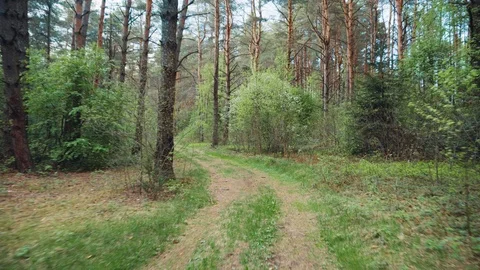 Summer forest in the afternoon. Forest path Stock Footage 108785498
