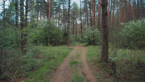 Summer forest in the afternoon. Forest path Stock Footage 108787747