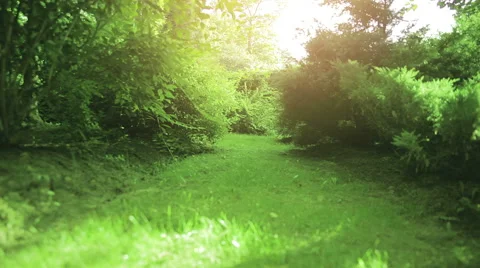 Summer forest alley camera crane move Stock Footage 44136412
