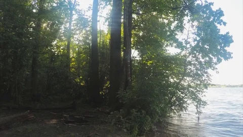 Summer Forest And pond Timelapse Stock Footage 82049460