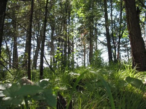 Summer forest and the sun's rays Stock Photos