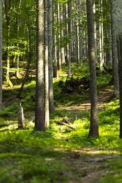 Summer Forest Background. A lot of trees. Beautiful sunlight in forest Stock Photos