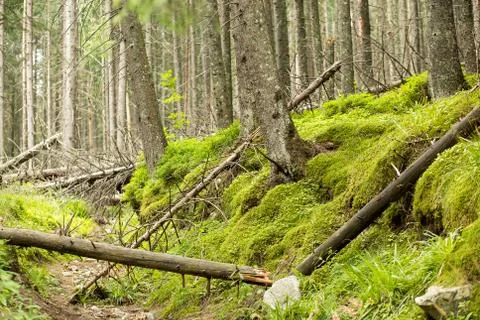 Summer forest background Stock-Fotos