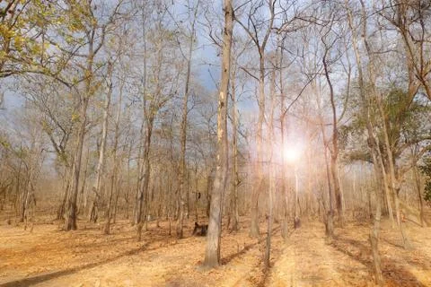 Summer forest background Stock Photos