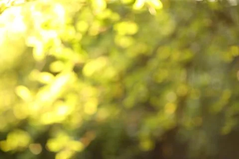 Summer forest background Stock Photos