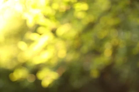 Summer forest background Stock Photos