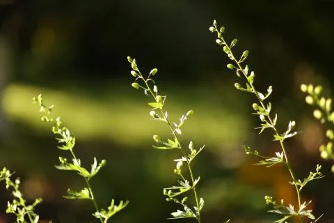 Summer forest background Stock Photos
