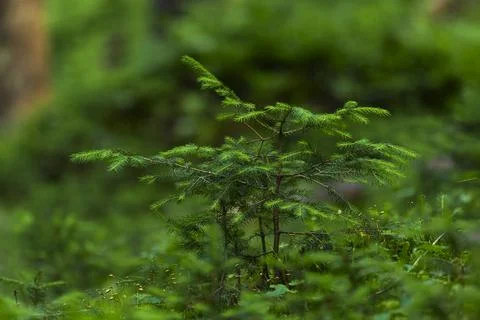 Summer Forest Background. Single small fir-tree. Beautiful sunlight Stock Photos