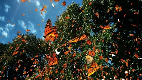Summer forest in backlight of sunset with butterfly on background. Stock Footage 109335329