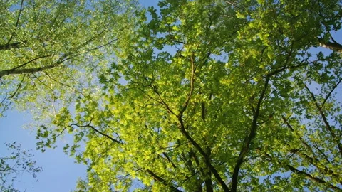 Summer Forest Bottom View Stock Footage 119320597