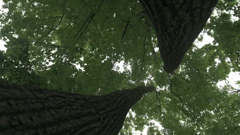 Summer forest bottom up view Stock Footage 246258797