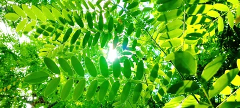 Summer Forest Canopy with Green Leaves and Sunlight Video stock 342028830
