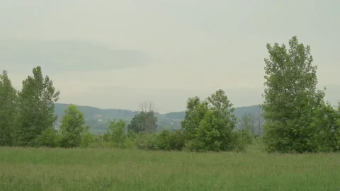 Summer forest capture slow motion Stock Footage 246337617