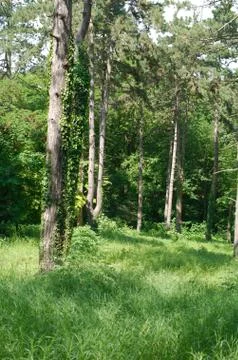 Summer forest clearing Stock Photos