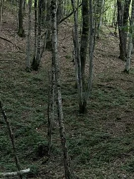 Summer forest dark Stock Photos