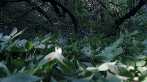 Summer forest daylight Stock Footage 61912674