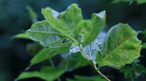 Summer forest daylight Stock Footage 61912709