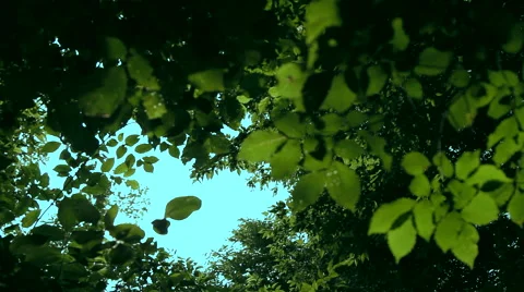 Summer forest daylight Stock Footage 61912934