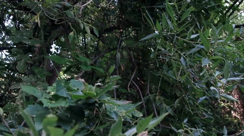 Summer forest daylight Stock Footage 61912960