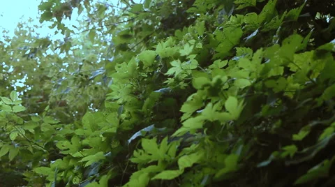 Summer forest daylight Stock Footage 61912965