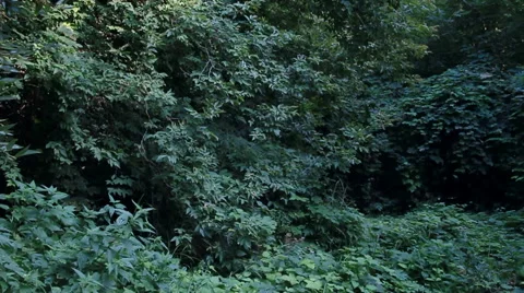 Summer forest daylight Stock Footage 61912976