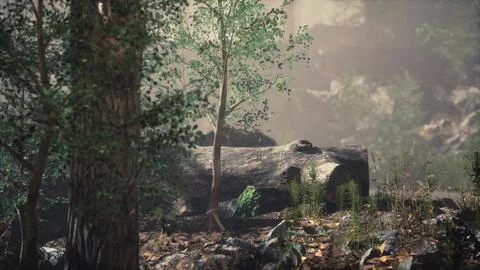 Summer forest with deep fog Illustrazione stock