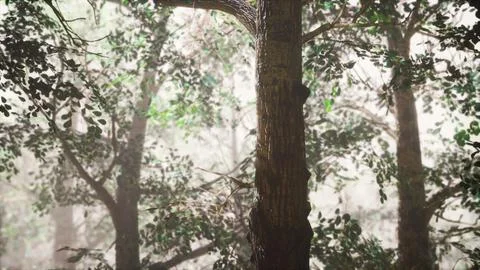 Summer forest with deep fog Illustrazione stock