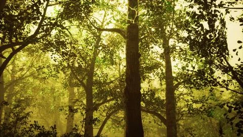 Summer forest with deep fog Illustrazione stock