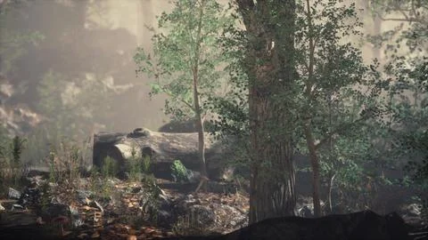 Summer forest with deep fog Illustrazione stock