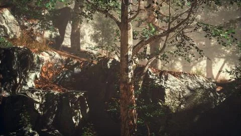 Summer forest with deep fog Illustrazione stock