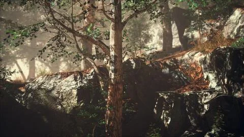 Summer forest with deep fog Illustrazione stock