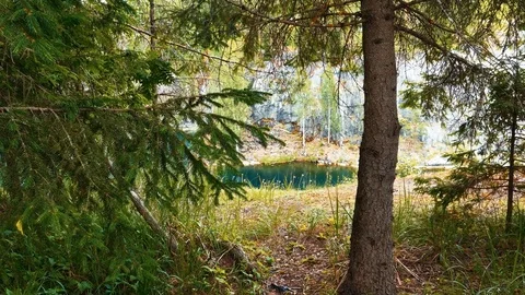 Summer Forest Dolly Shot Stock Footage 71441625