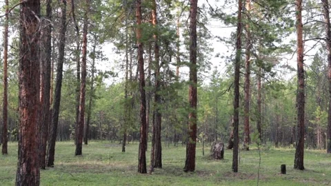 In the summer forest in the early evening Stock Footage 155371295