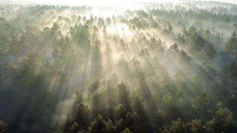 Summer forest early in the morning. Flying over misty pine forest at sunrise Stock Footage 103987394