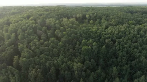Summer Forest - Flying Forward-Upward 01 Stock Footage 159049175