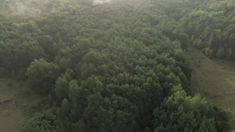 Summer Forest - Flying Sideways 01 Stock Footage 159049518