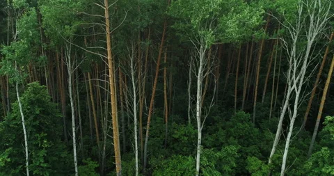 Summer forest flyover nature reserve green trees Stock Footage 135004530