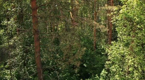 Summer forest Stock Footage 7895111