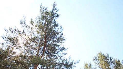 Summer forest Stock Footage 7896095