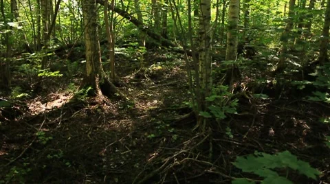 Summer forest Stock Footage 7897569