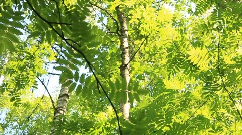 Summer forest Stock Footage 7898485