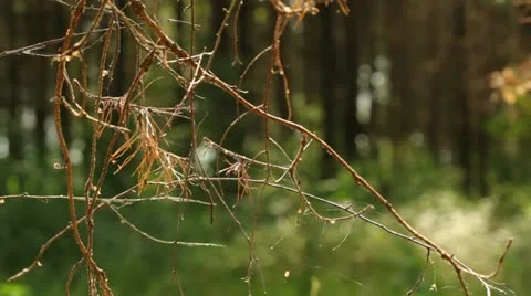 Summer forest Stock Footage 11350643