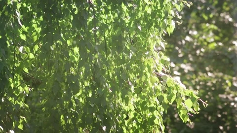 Summer Forest Video stock 81487209