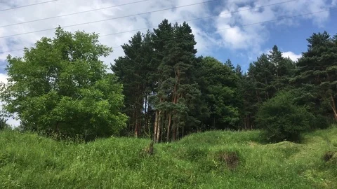 Summer in the forest Stock Footage 82788706